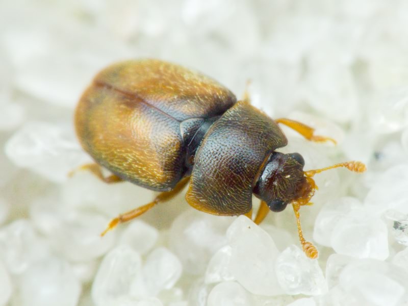 Nitidulidae Latreille, 1802